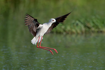 BUITEN BEELD Foto: 48663