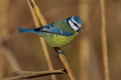 BUITEN BEELD Foto: 48668