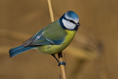 BUITEN BEELD Foto: 48670