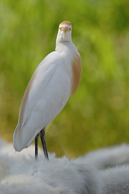 BUITEN BEELD Foto: 48685