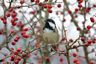 BUITEN BEELD Foto: 48698