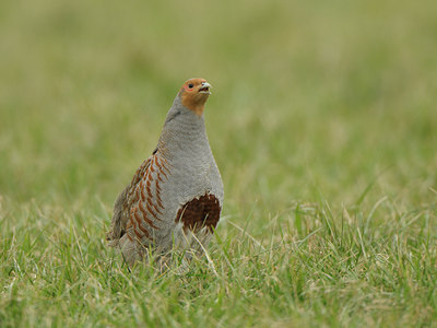 BUITEN BEELD Foto: 48699
