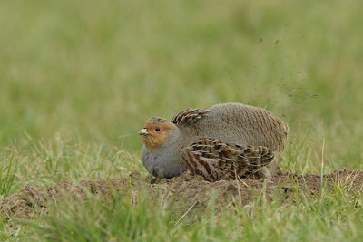 BUITEN BEELD Foto: 48702
