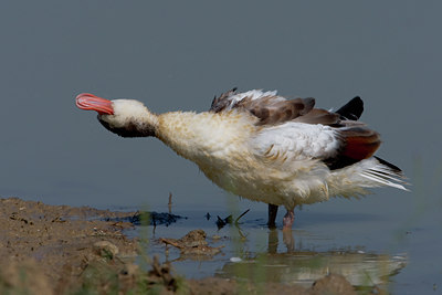 BUITEN BEELD Foto: 48712