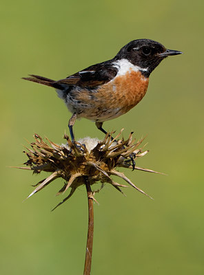 BUITEN BEELD Foto: 48734