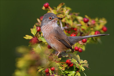 BUITEN BEELD Foto: 48750