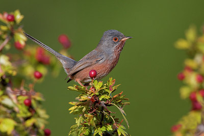 BUITEN BEELD Foto: 48760