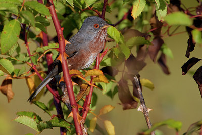 BUITEN BEELD Foto: 48765