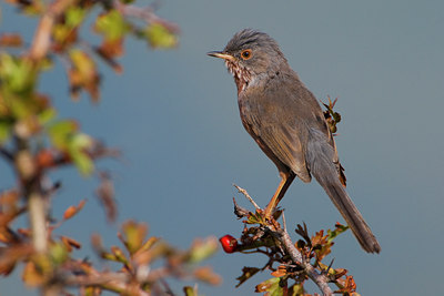 BUITEN BEELD Foto: 48766