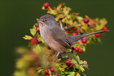 BUITEN BEELD Foto: 48768