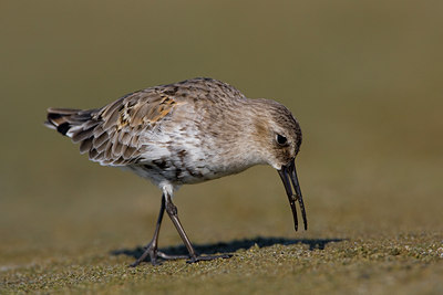 BUITEN BEELD Foto: 48777