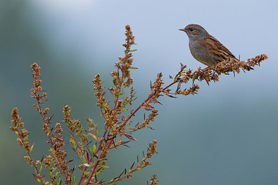 BUITEN BEELD Foto: 48793