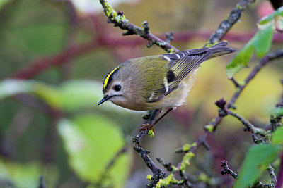 BUITEN BEELD Foto: 48815