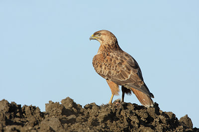 BUITEN BEELD Foto: 48835