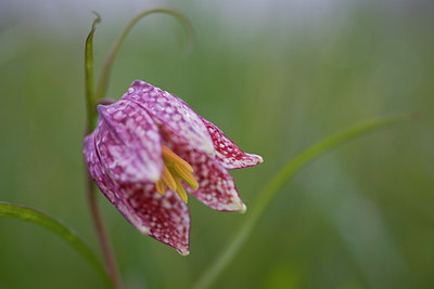 BUITEN BEELD Foto: 48854