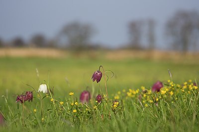 BUITEN BEELD Foto: 48861