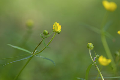 BUITEN BEELD Foto: 48882