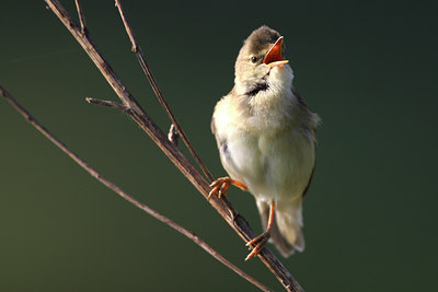 BUITEN BEELD Foto: 48885