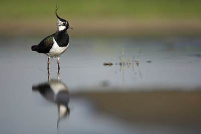 BUITEN BEELD Foto: 48895