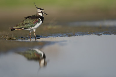 BUITEN BEELD Foto: 48910