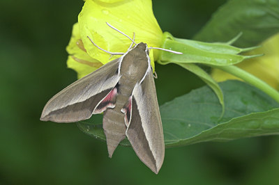 BUITEN BEELD Foto: 48933