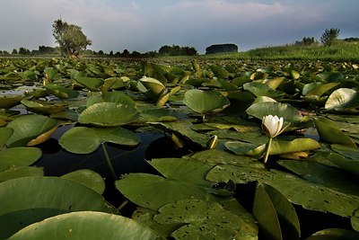 BUITEN BEELD Foto: 48945