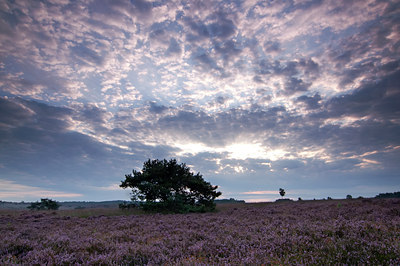 BUITEN BEELD Foto: 48954