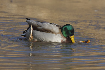 BUITEN BEELD Foto: 48960