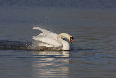 BUITEN BEELD Foto: 48962
