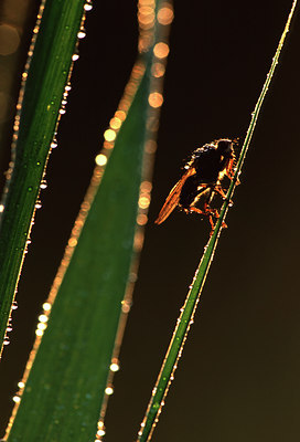 BUITEN BEELD Foto: 48980