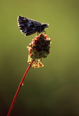 BUITEN BEELD Foto: 48987