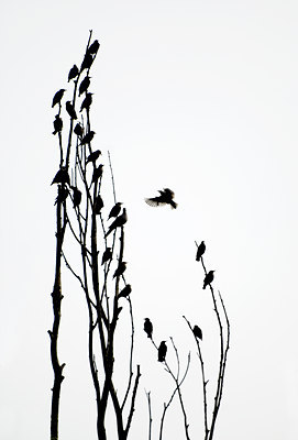 BUITEN BEELD Foto: 48995