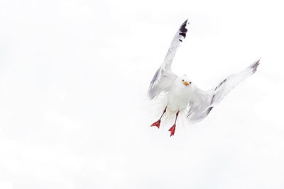 BUITEN BEELD Foto: 48997