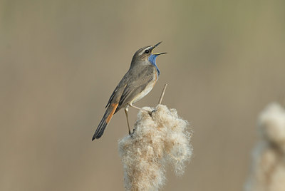 BUITEN BEELD Foto: 4014