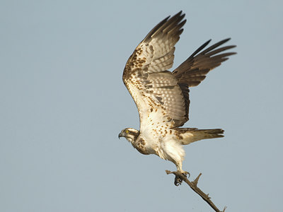 BUITEN BEELD Foto: 4020