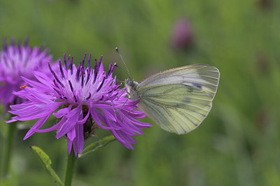 BUITEN BEELD Foto: 4030