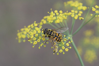 BUITEN BEELD Foto: 4032