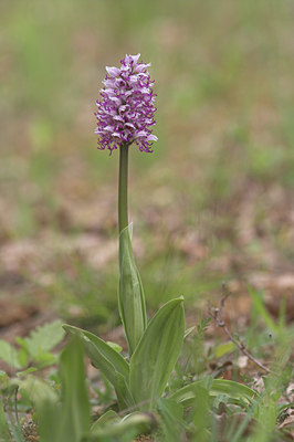 BUITEN BEELD Foto: 4033