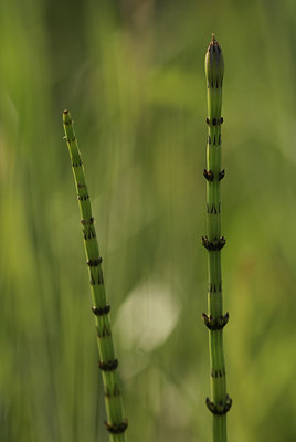 BUITEN BEELD Foto: 4041