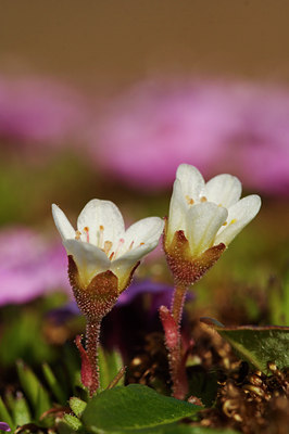 BUITEN BEELD Foto: 4046