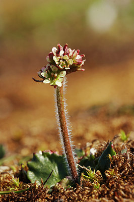 BUITEN BEELD Foto: 4050