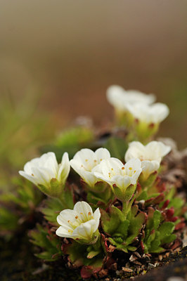 BUITEN BEELD Foto: 4055