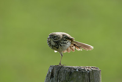 BUITEN BEELD Foto: 4078