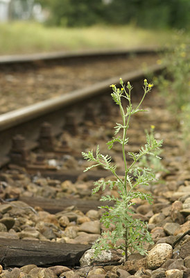 BUITEN BEELD Foto: 4082