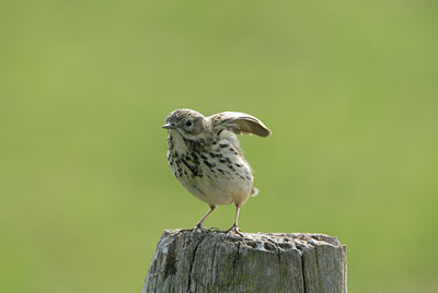 BUITEN BEELD Foto: 4083