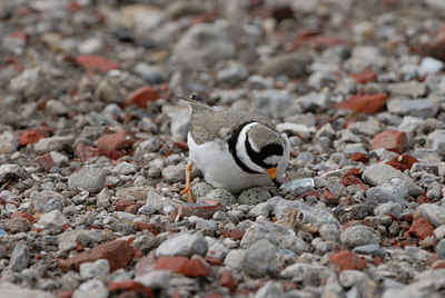 BUITEN BEELD Foto: 4101