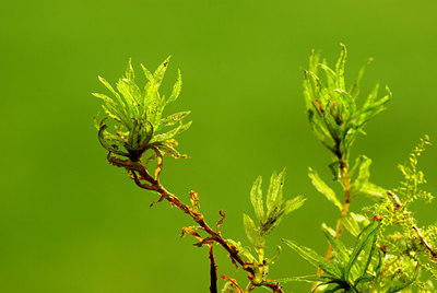 BUITEN BEELD Foto: 4105