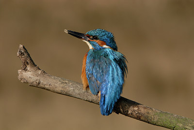 BUITEN BEELD Foto: 4113