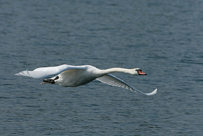 BUITEN BEELD Foto: 4115