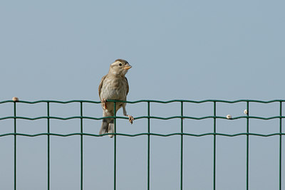 BUITEN BEELD Foto: 4124